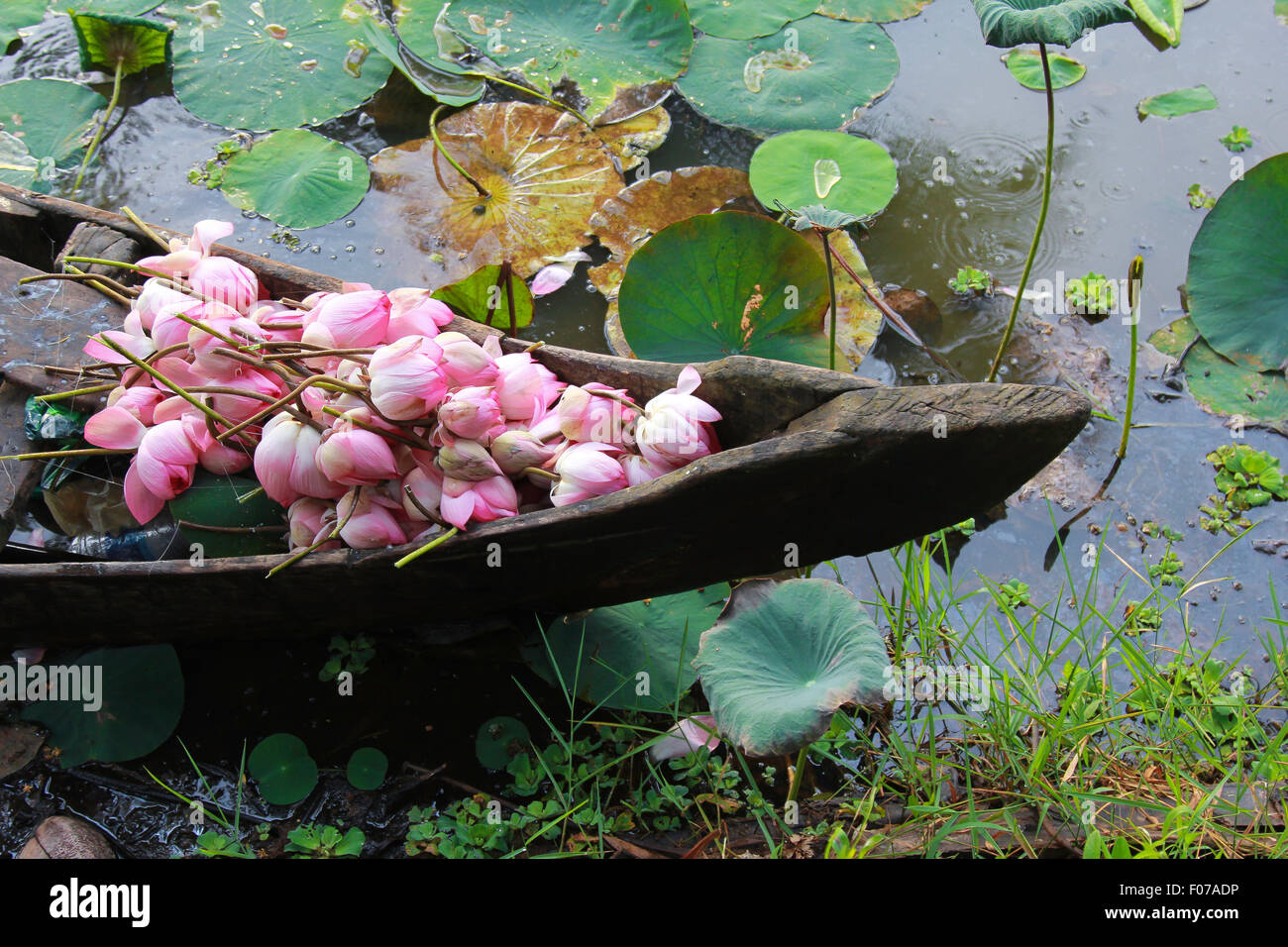 Harvesting the sacred flower - Lotus Stock Photo