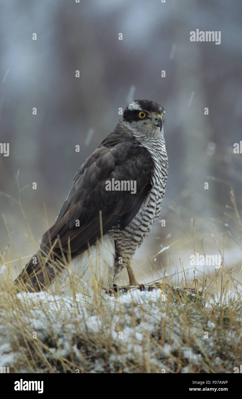 Goshawk Captive taken in profile looking right standing on snow covered ground in snow storm Stock Photo