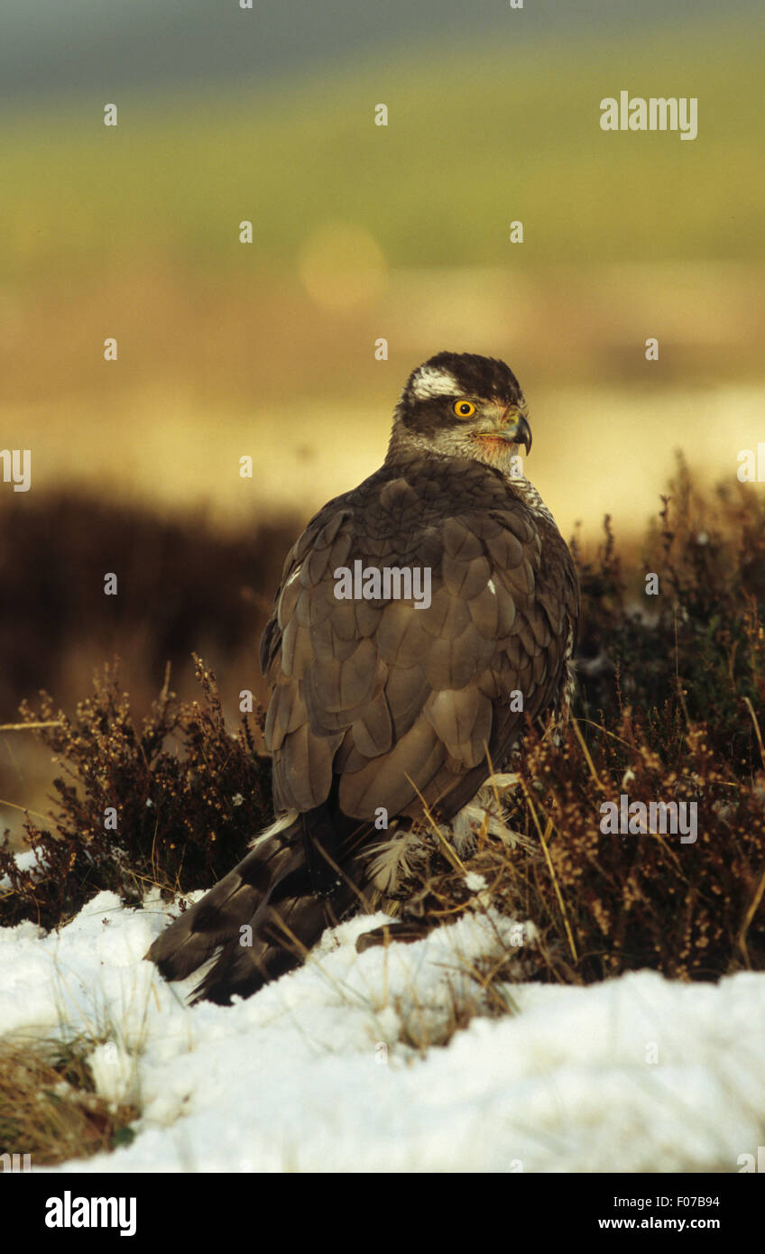 Goshawk Captive taken from back looking right standing in snow and ...