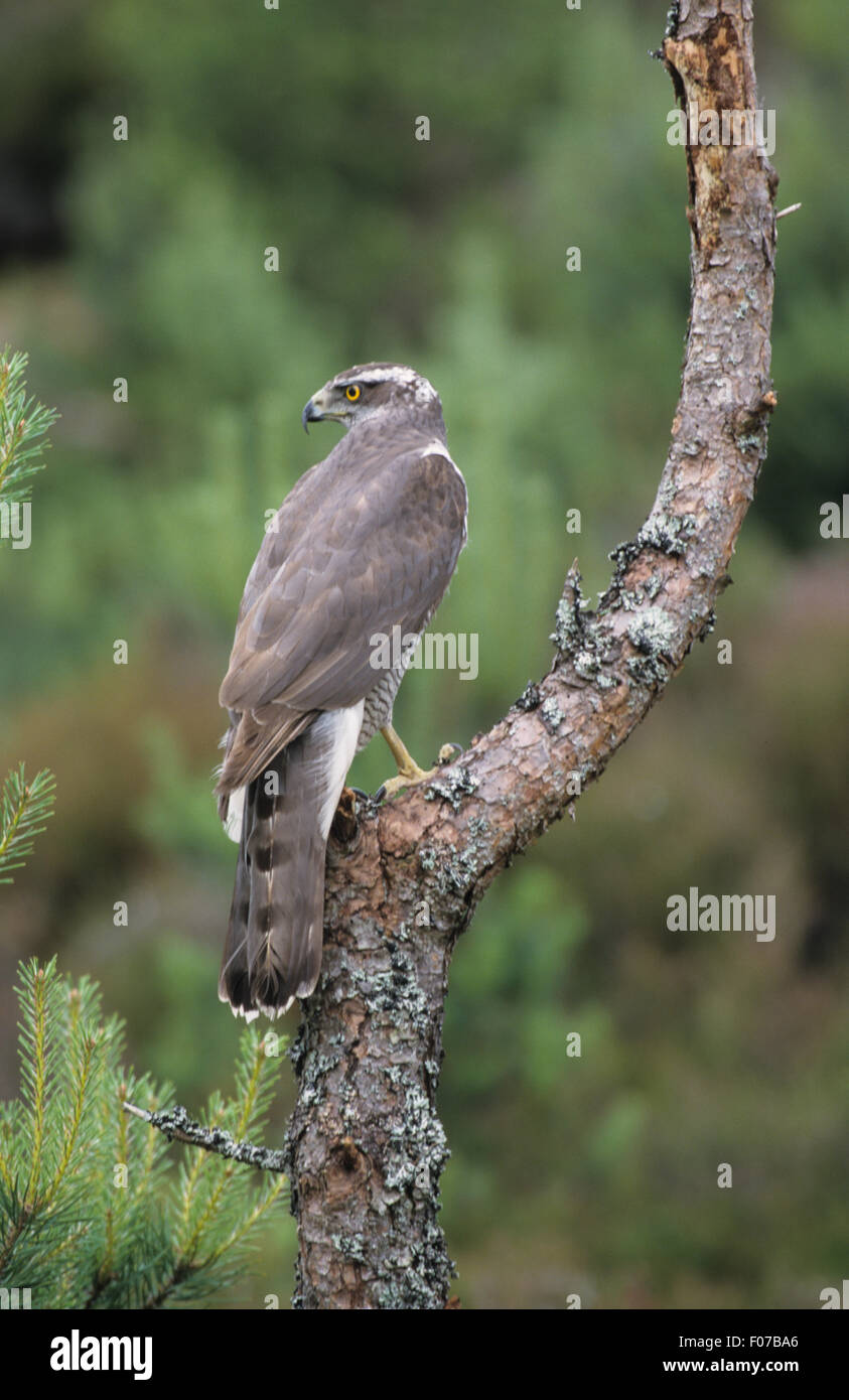 Goshawk taken from behind looking back to left perched on old lichen ...