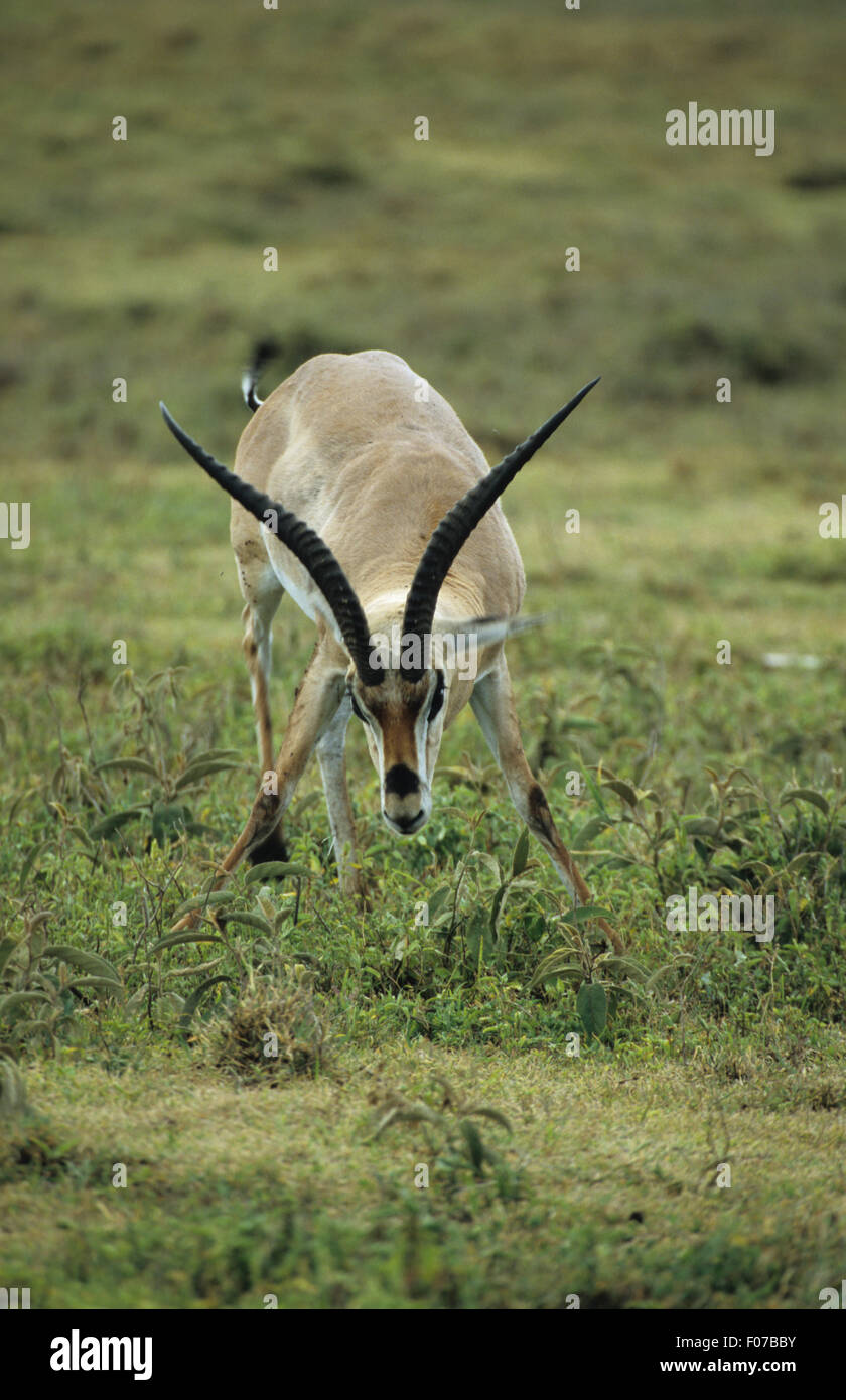 Large gazelle hi-res stock photography and images - Alamy