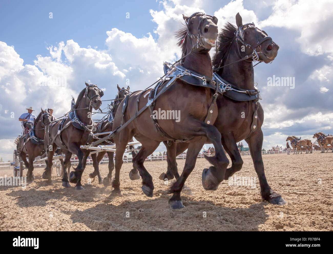 Draft Horse Exhibition with Belgian and Clydesdale Horses in Open Classic 6 Horse Hitch in Ivy