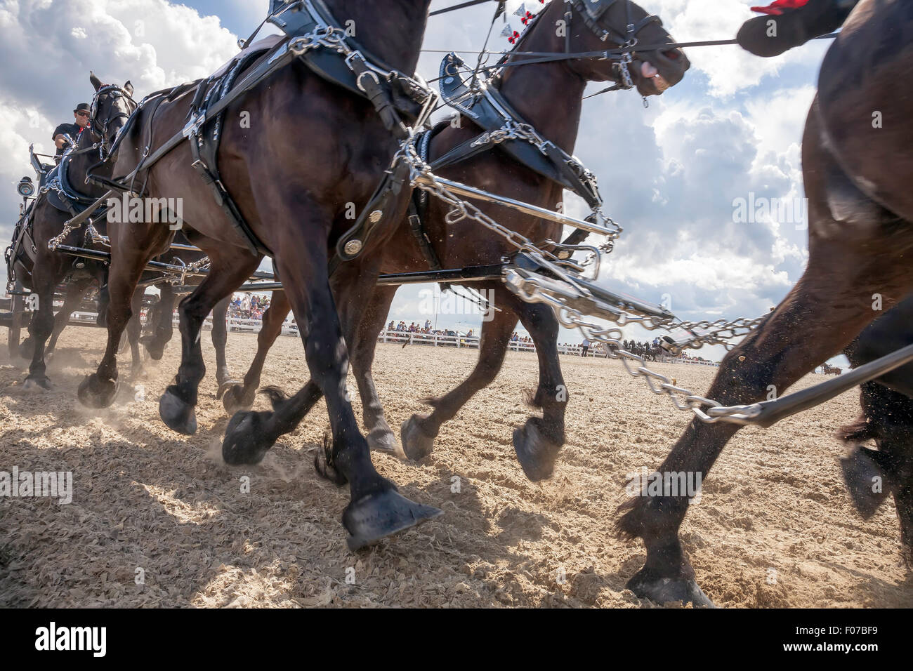 Draft Horse Exhibition with Belgian and Clydesdale Horses in Open