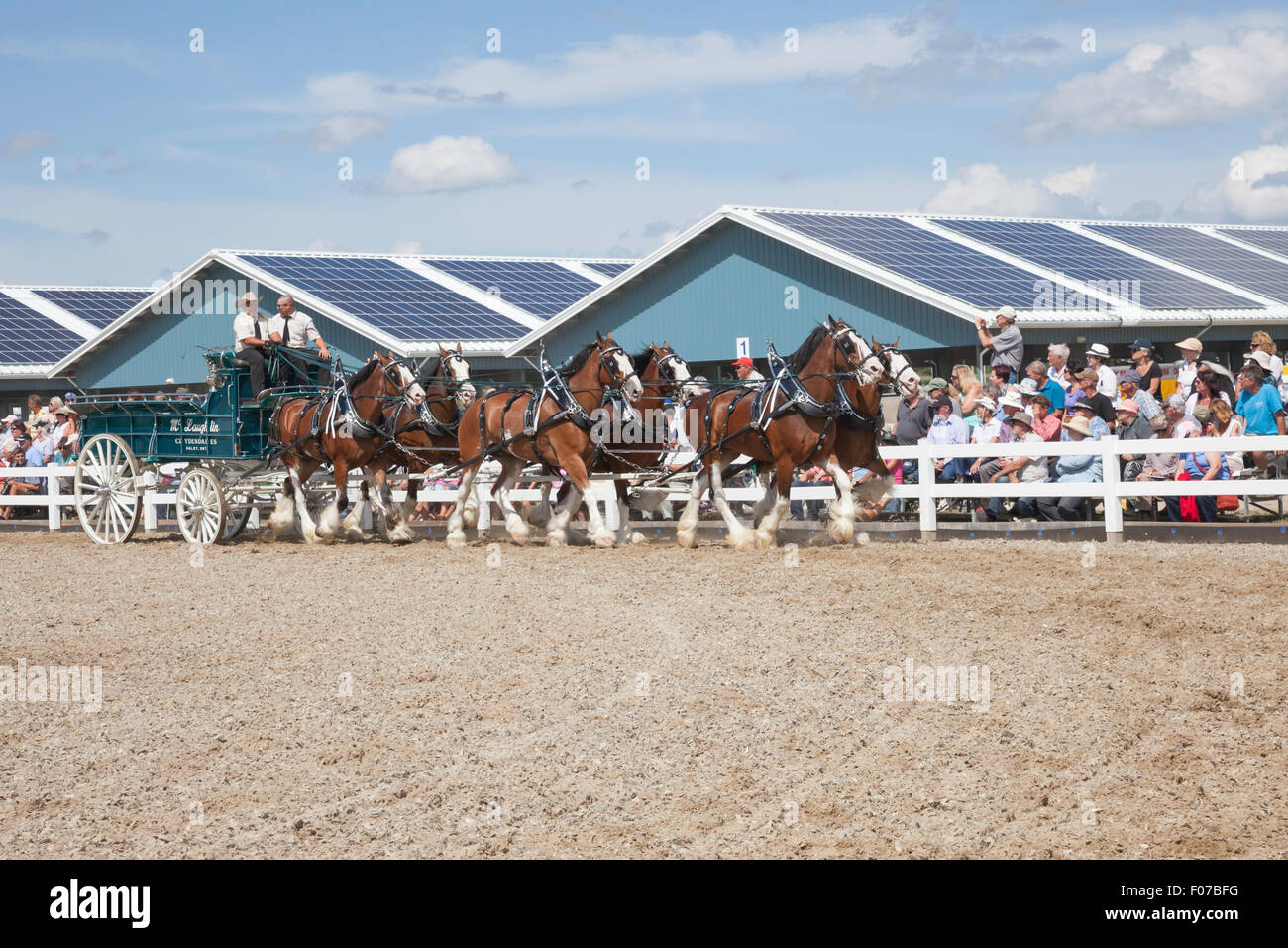 Draft Horse Exhibition with Belgian and Clydesdale Horses in Open Classic 6 Horse Hitch in Ivy