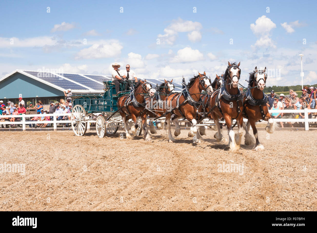 Canadian national draft horse show hires stock photography and images