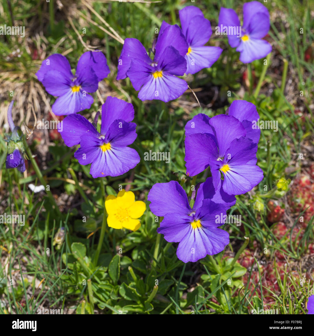 Alpine flowers. Viola calcarata L. Viola di montagna. Zermatt. Swiss Alps. Europe. Stock Photo