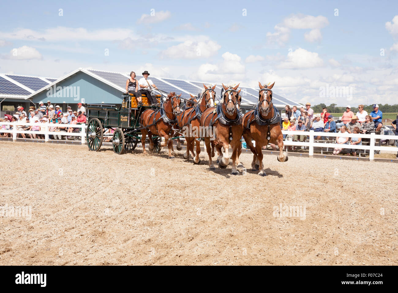 Draft Horse Exhibition with Belgian and Clydesdale Horses in Open Classic 6 Horse Hitch in Ivy