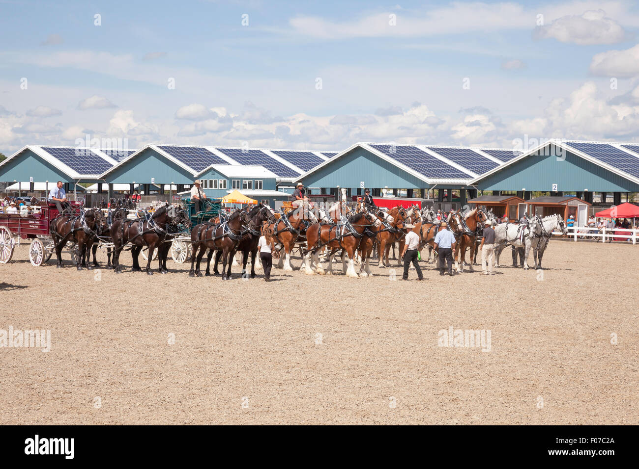 Draft Horse Exhibition with Belgian and Clydesdale Horses in Open Classic 6 Horse Hitch in Ivy