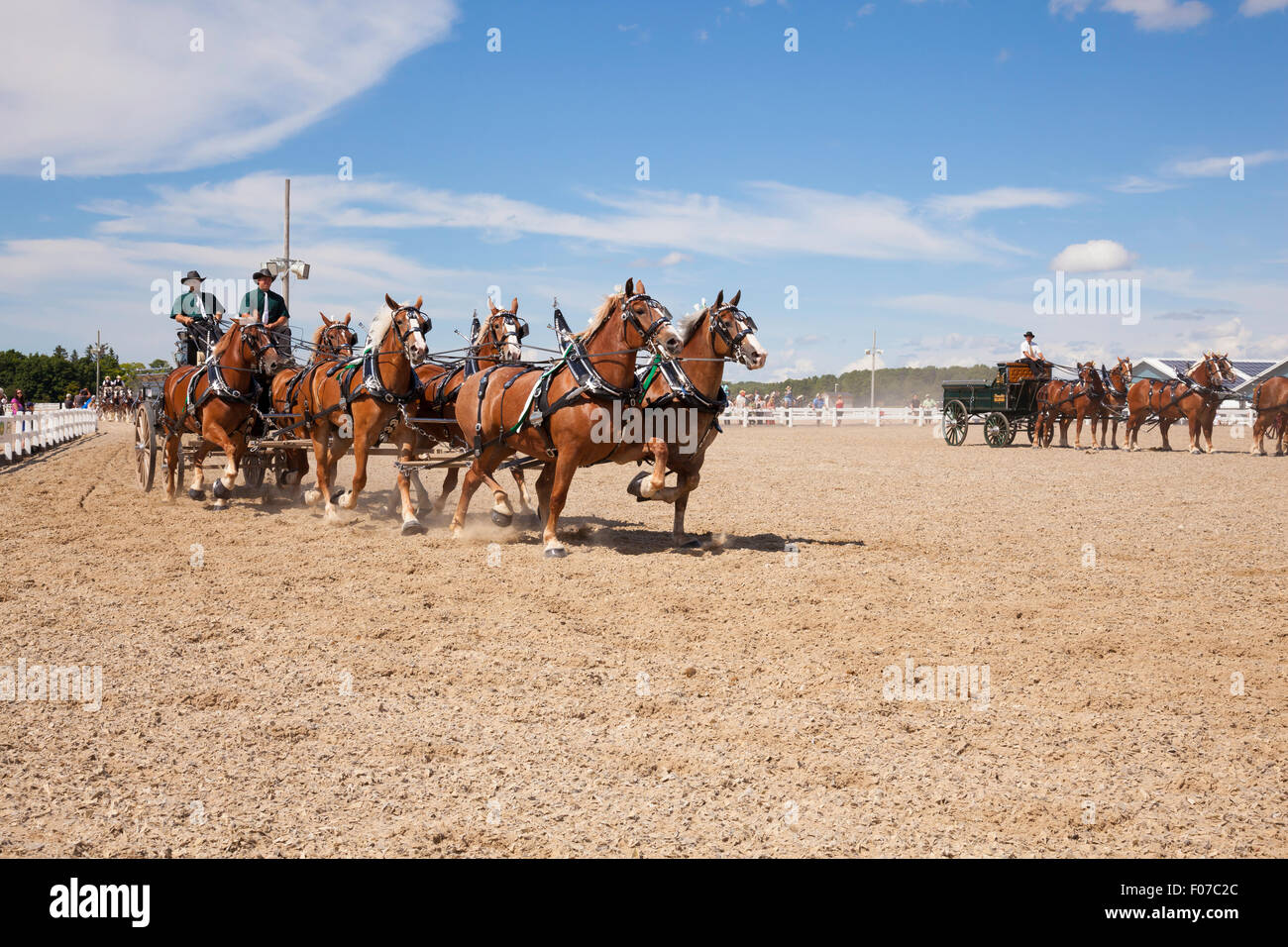 Draft Horse Exhibition with Belgian and Clydesdale Horses in Open ...