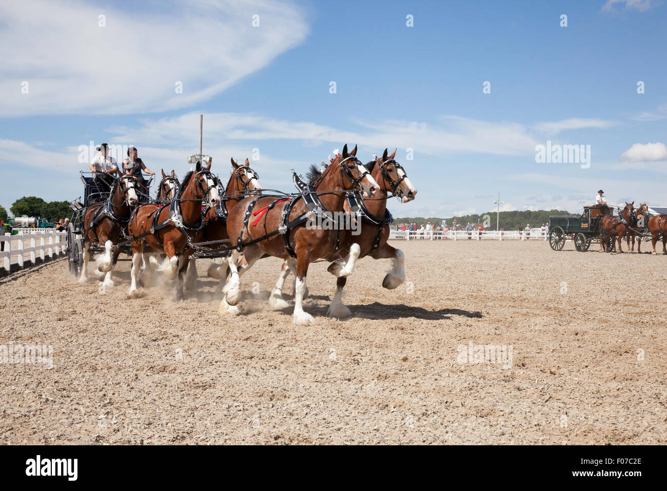 Draft Horse Exhibition with Belgian and Clydesdale Horses in Open Classic 6 Horse Hitch in Ivy