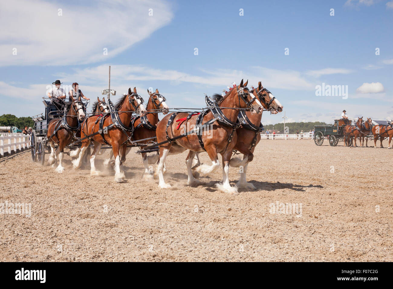 Draft Horse Exhibition with Belgian and Clydesdale Horses in Open