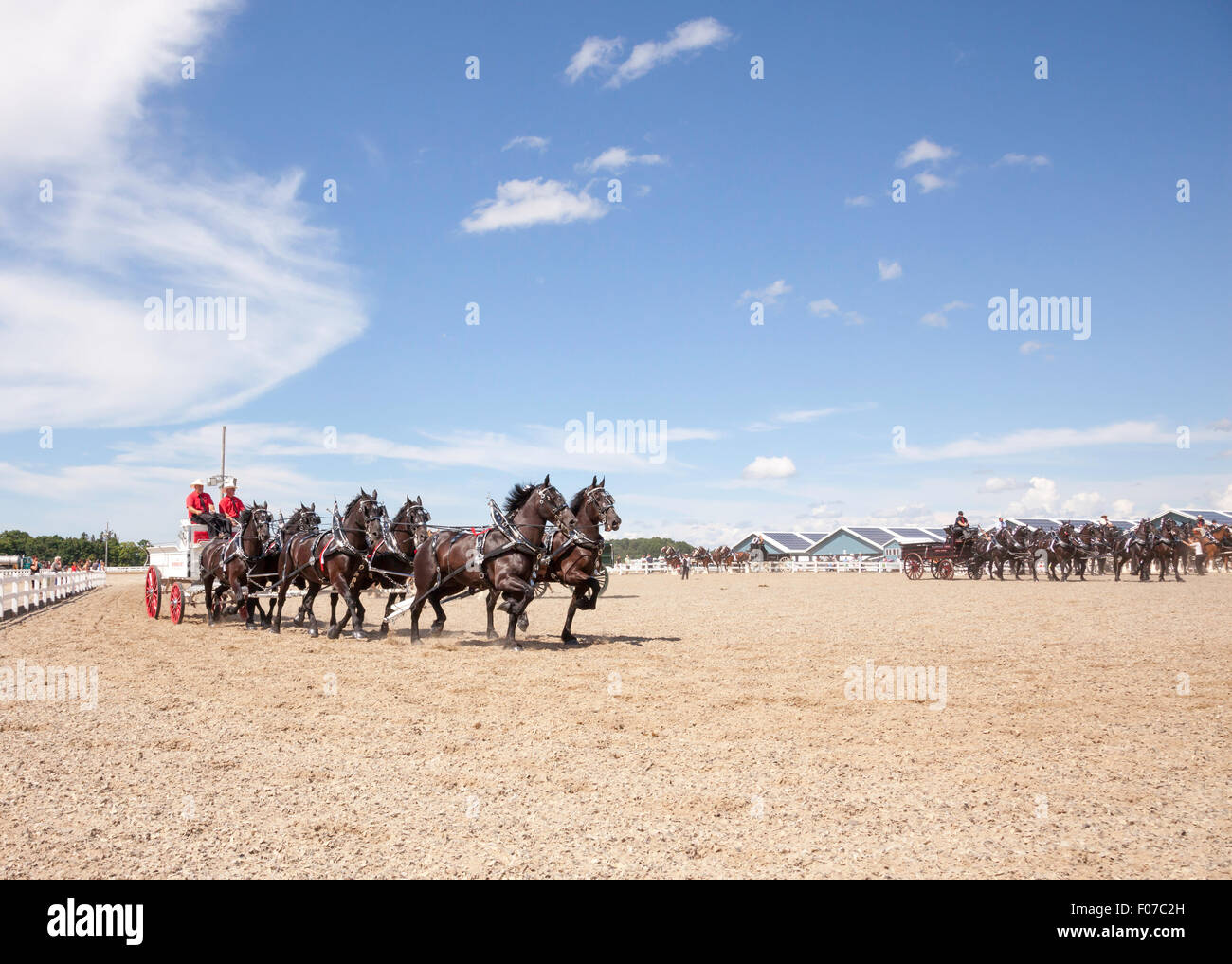 Draft Horse Exhibition with Belgian and Clydesdale Horses in Open Classic 6 Horse Hitch in Ivy