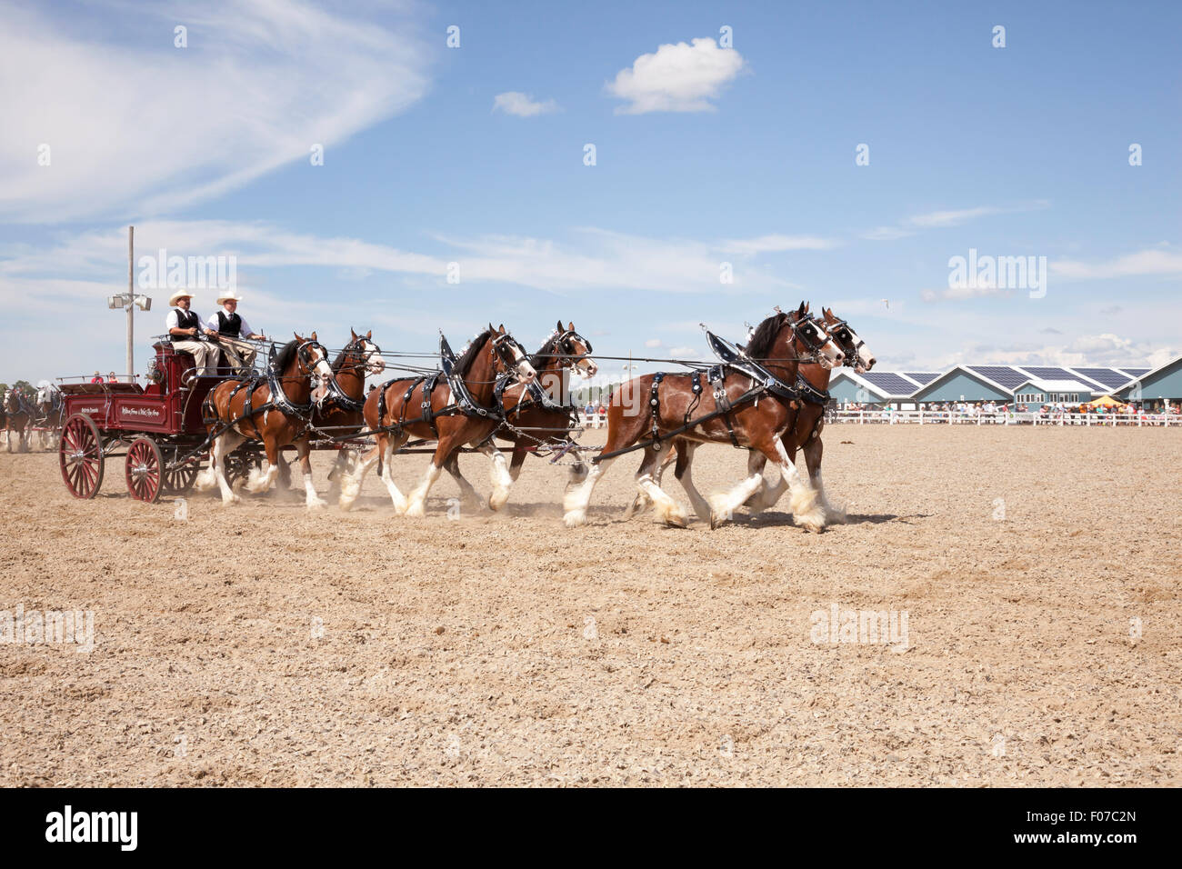 Draft Horse Exhibition with Belgian and Clydesdale Horses in Open Classic 6 Horse Hitch in Ivy