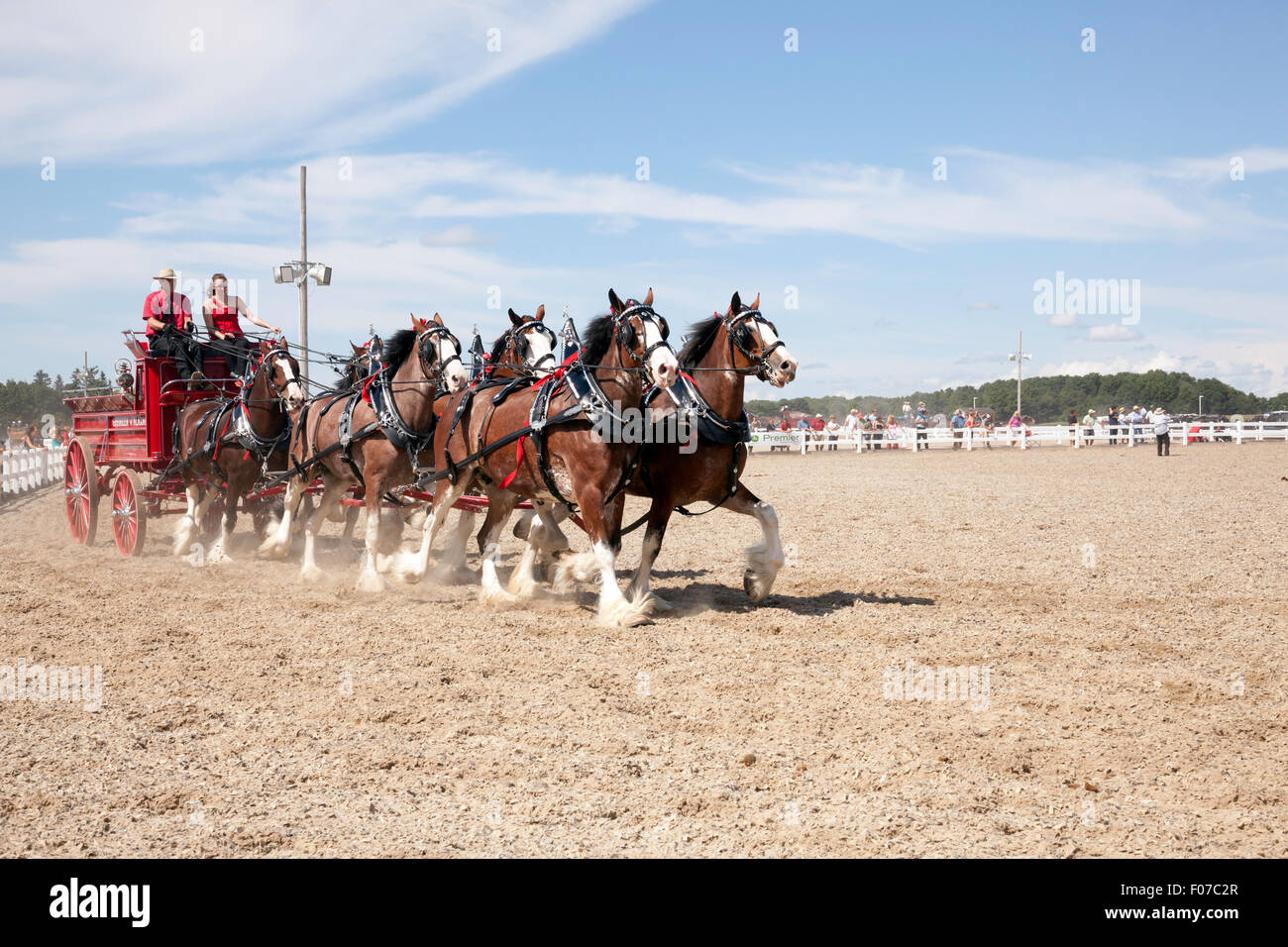 Draft Horse Exhibition with Belgian and Clydesdale Horses in Open Classic 6 Horse Hitch in Ivy