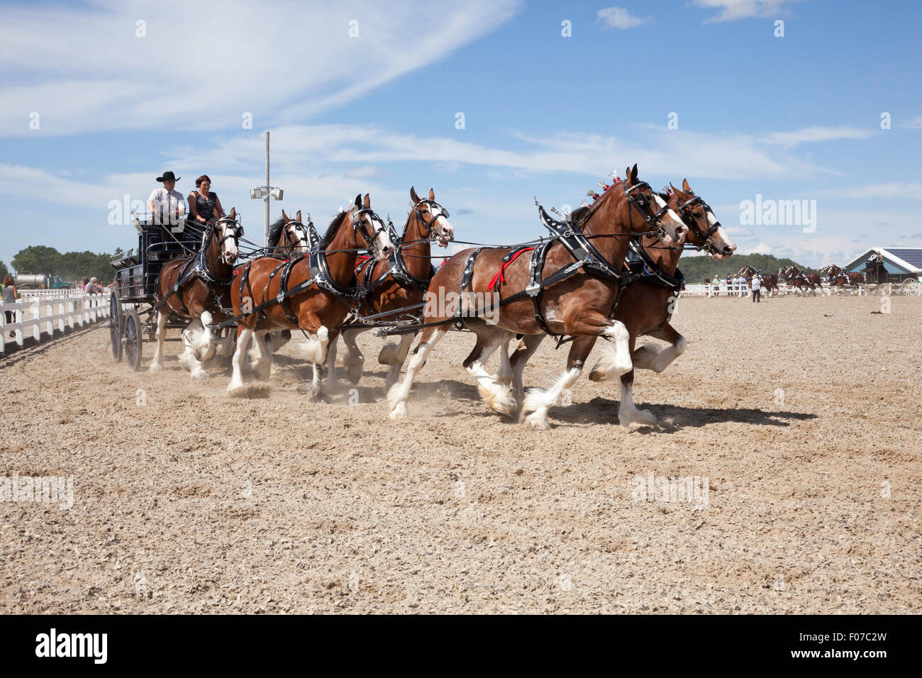 Draft Horse Exhibition with Belgian and Clydesdale Horses in Open Classic 6 Horse Hitch in Ivy