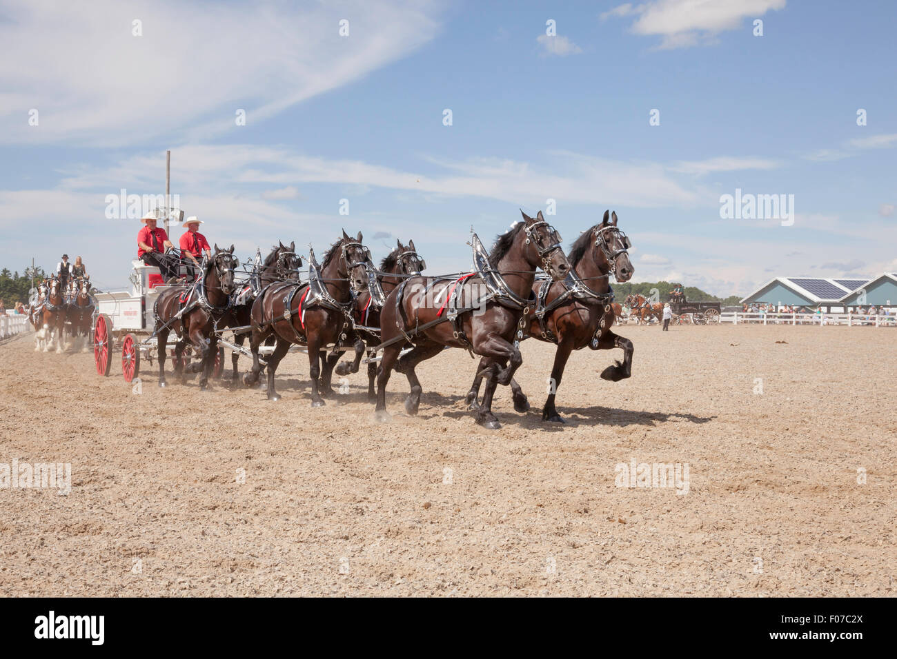 Draft Horse Exhibition with Belgian and Clydesdale Horses in Open