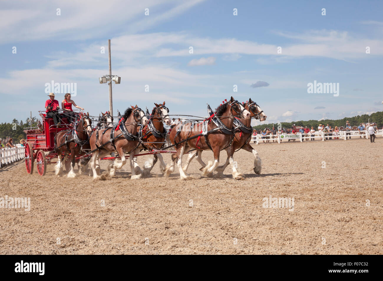 Draft Horse Exhibition with Belgian and Clydesdale Horses in Open Classic 6 Horse Hitch in Ivy