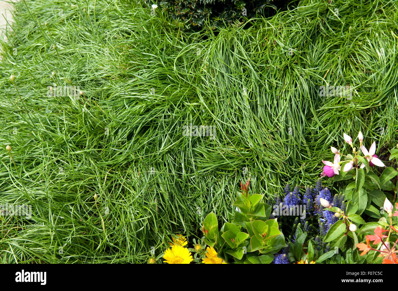 Grabbepflanzung, Grasnelke, Armeria, Stock Photo