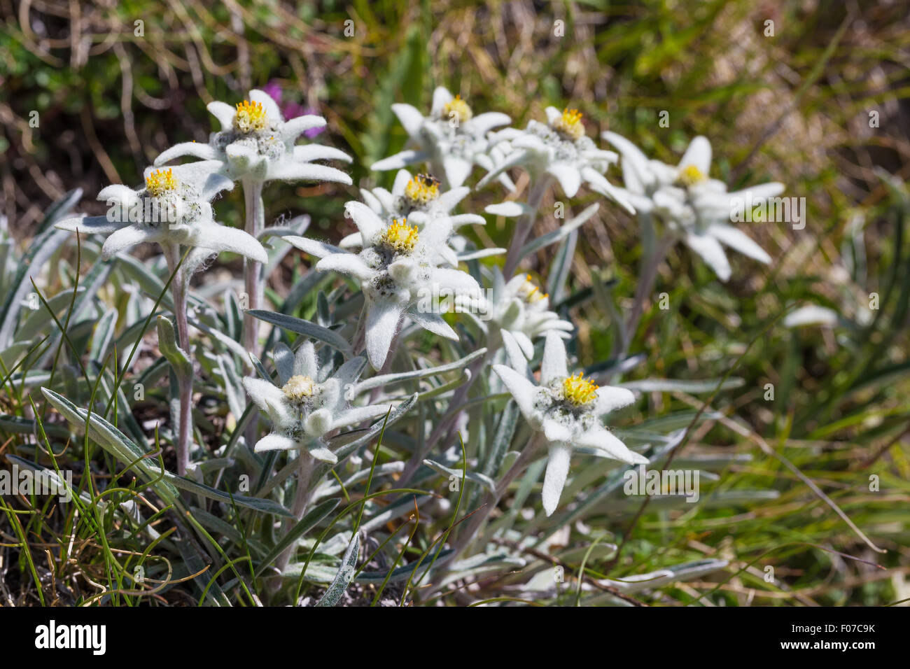 Leontopodium alpinum Cass. Stella alpina, edelweiss.  Alps, Switzerland. Stock Photo