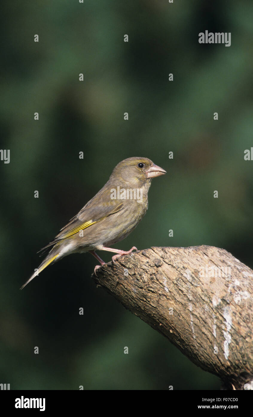 Greenfinch taken in profile looking right perched on the edge of an old log Stock Photo