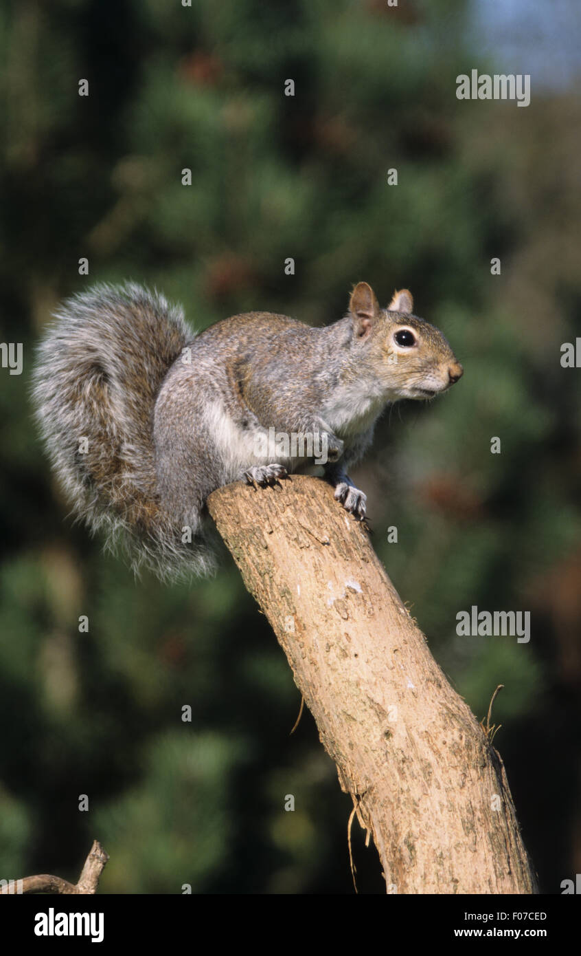 Grey Squirrel taken in profile looking right sitting on top of old log tail curled up Stock Photo