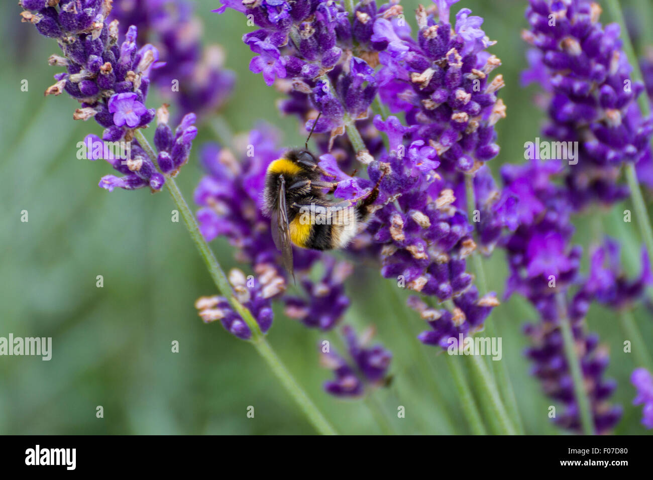 busy bee close up collecting pollen from purple lavender bush Stock Photo