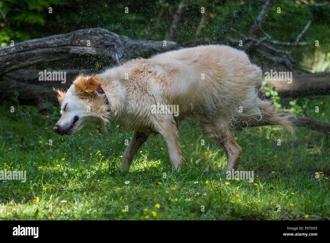 retriever pet dog shaking in woodland after river swim Stock Photo Alamy