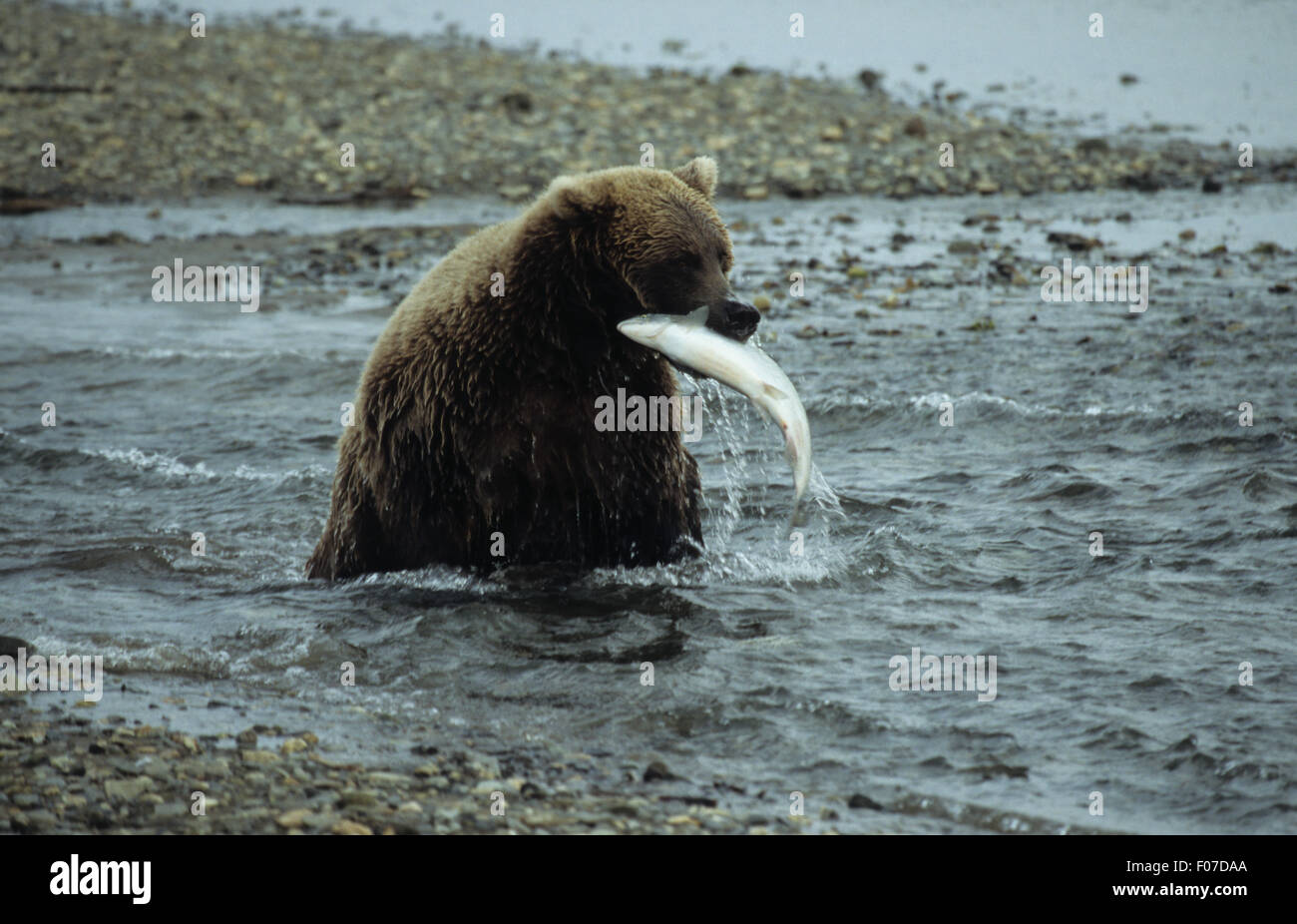 Grizzly Bear Alaskan taken from front sitting in small river with silver salmon in mouth Stock Photo