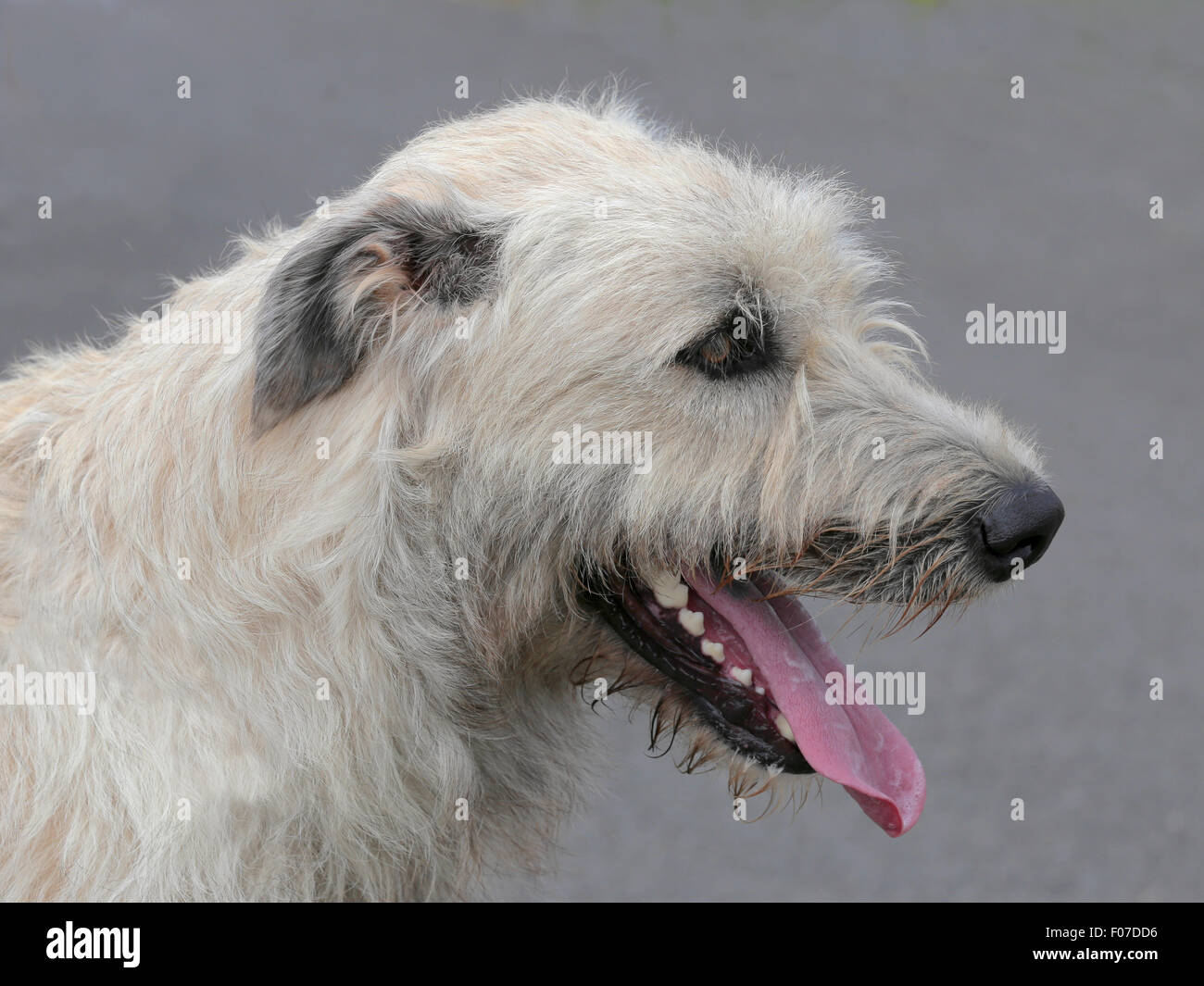 The portrait of Irish Wolfhound Stock Photo - Alamy