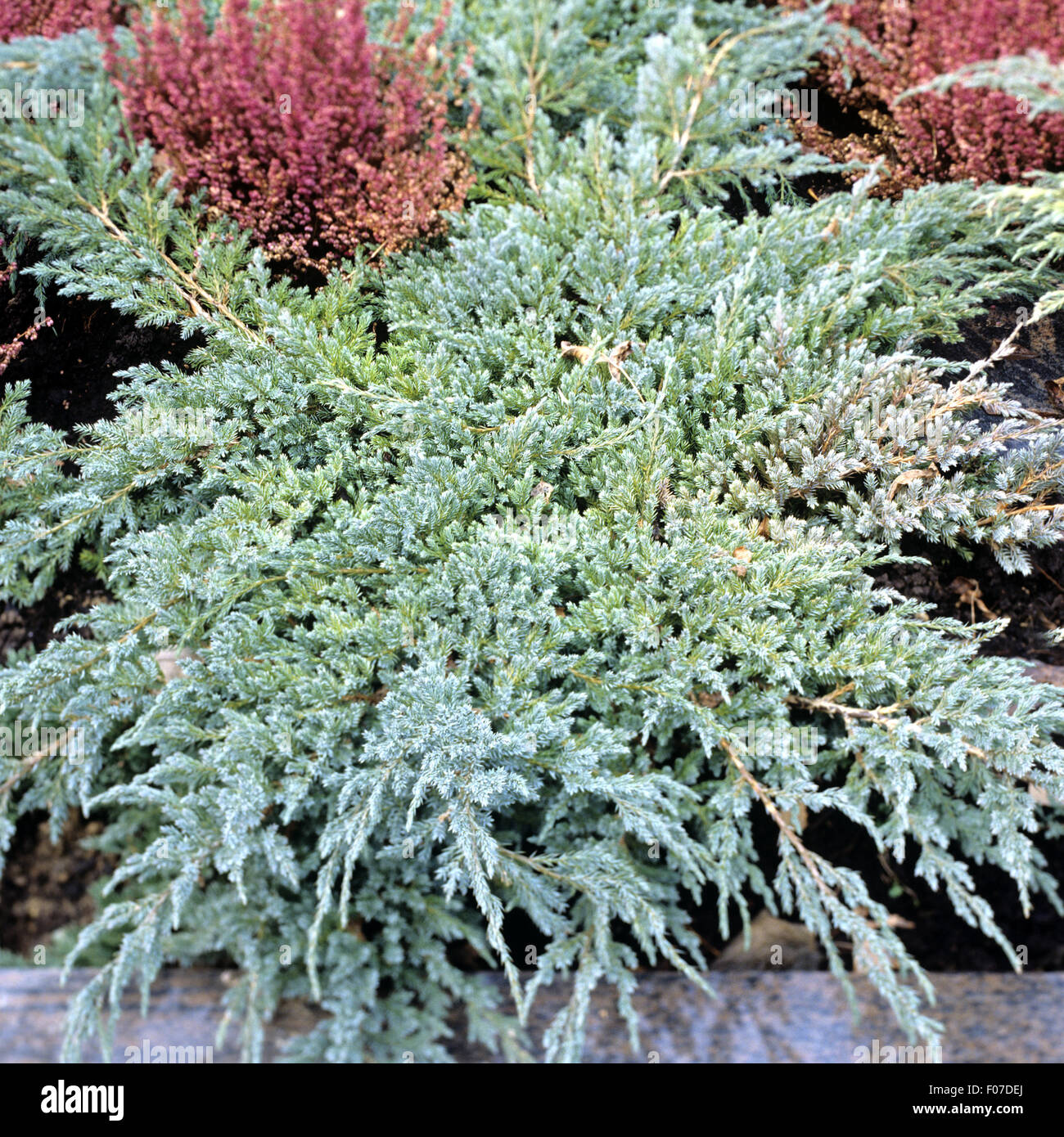 Flaechenbepflanzung; Wacholder; Juniperus; procumbens; Nana; Stock Photo