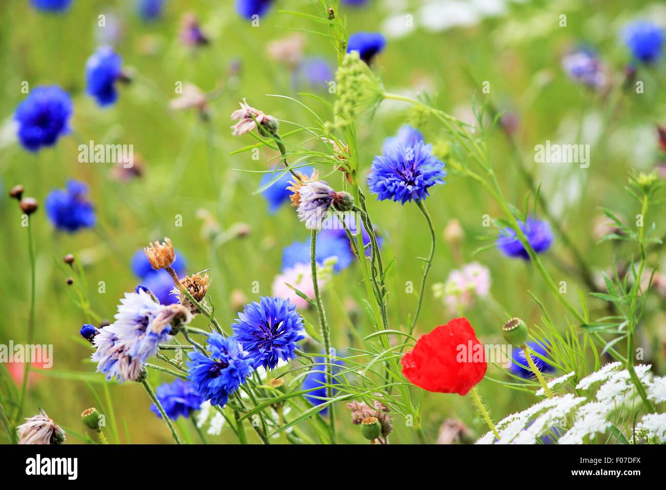 poppy meadow cornflowers background wild flowers poppies in meadow ...