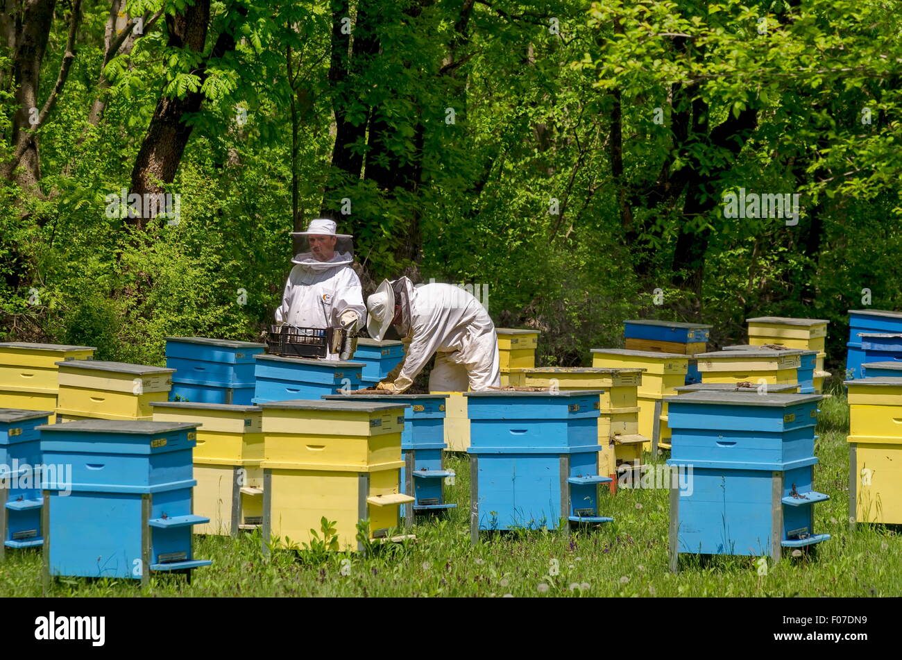 Apiarist work in bee-garden, Zavet town, Bulgaria Stock Photo