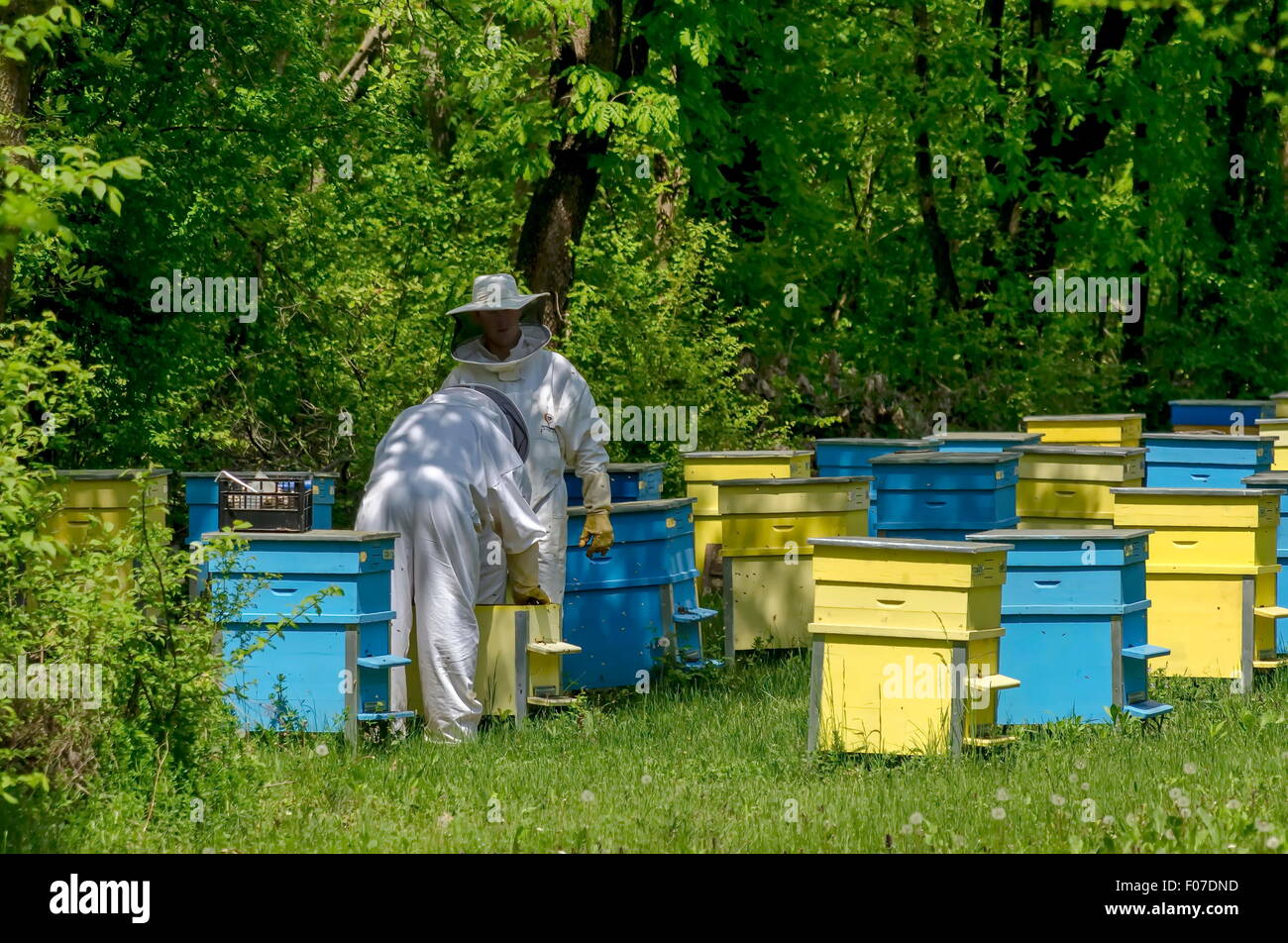 Apiarist work in bee-garden, Zavet town, Bulgaria Stock Photo