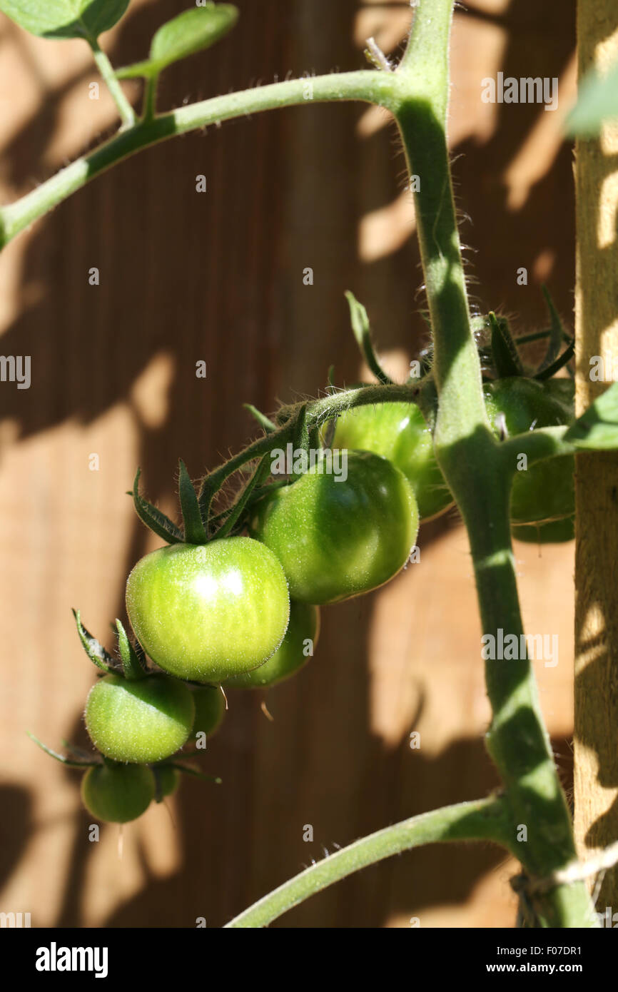Tomatoes growing on a vine Stock Photo Alamy