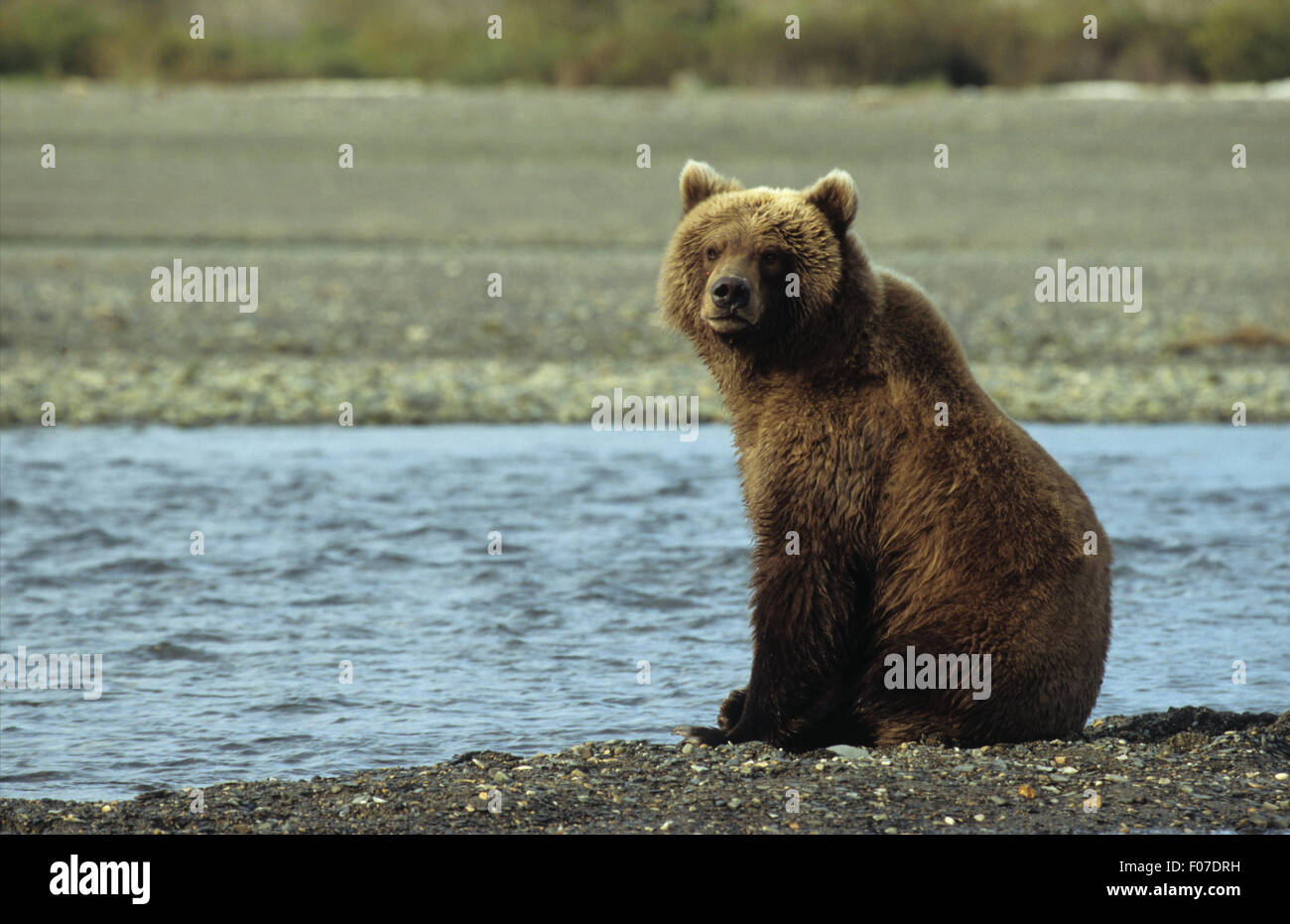 Grizzly Bear Alaskan taken in profile looking at camera sitting upright