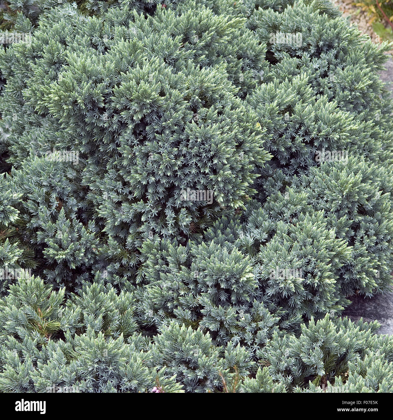 Grabbepflanzung, Wacholder, Stock Photo