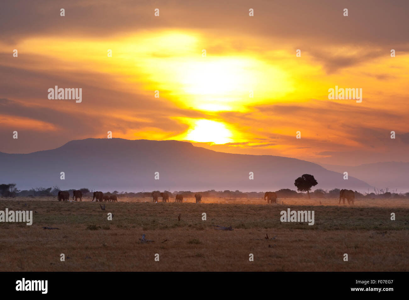 Sunset and landscape in Tsavo East National Park in Kenya with a group of elephants passing. Stock Photo