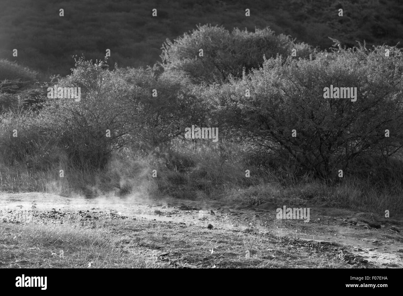 Steaming water of hot springs at Lake Bogoria in Kenya against the light. Stock Photo