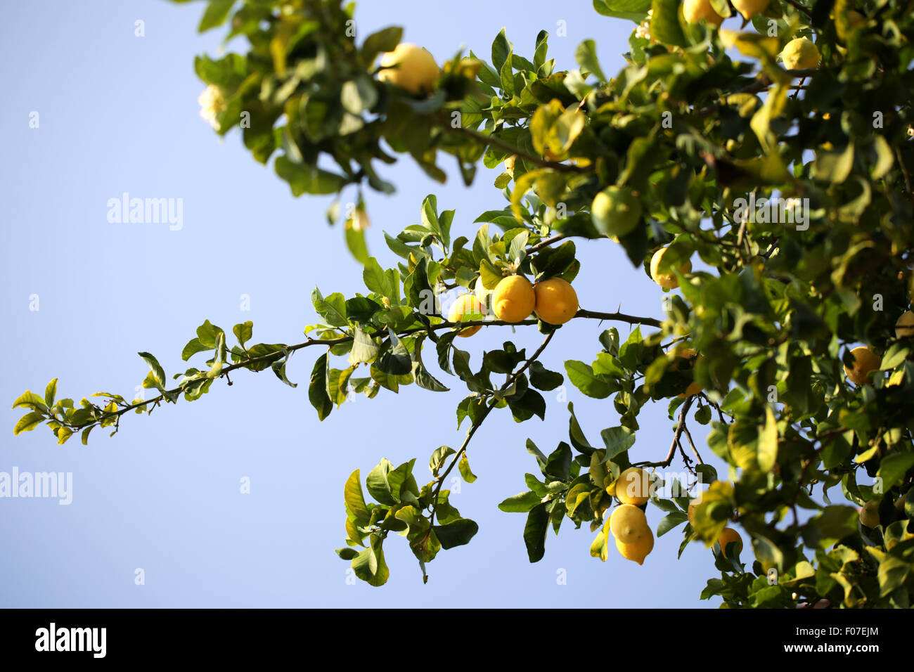 Ripe lemons growing on a lemon tree Stock Photo Alamy