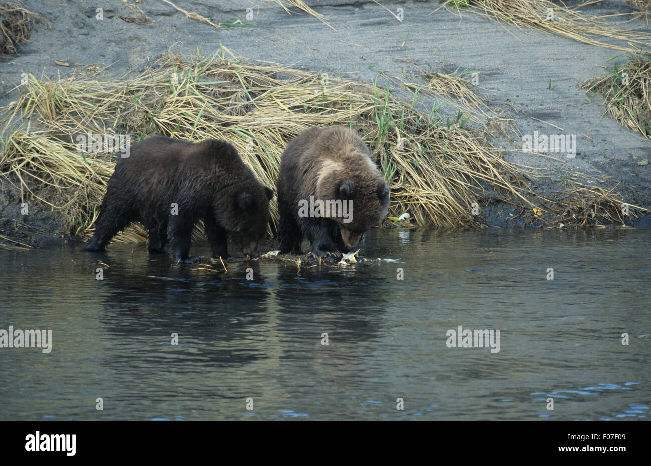 Grizzly Bear Alaskan two small cubs standing in water by river bank feeding on carcass of fish in water Stock Photo