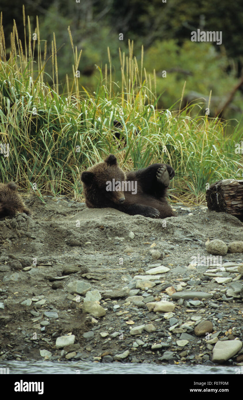 Grizzly Bear Alaskan small cub lying in day bed in sand with back leg in the air looking at the camera Stock Photo