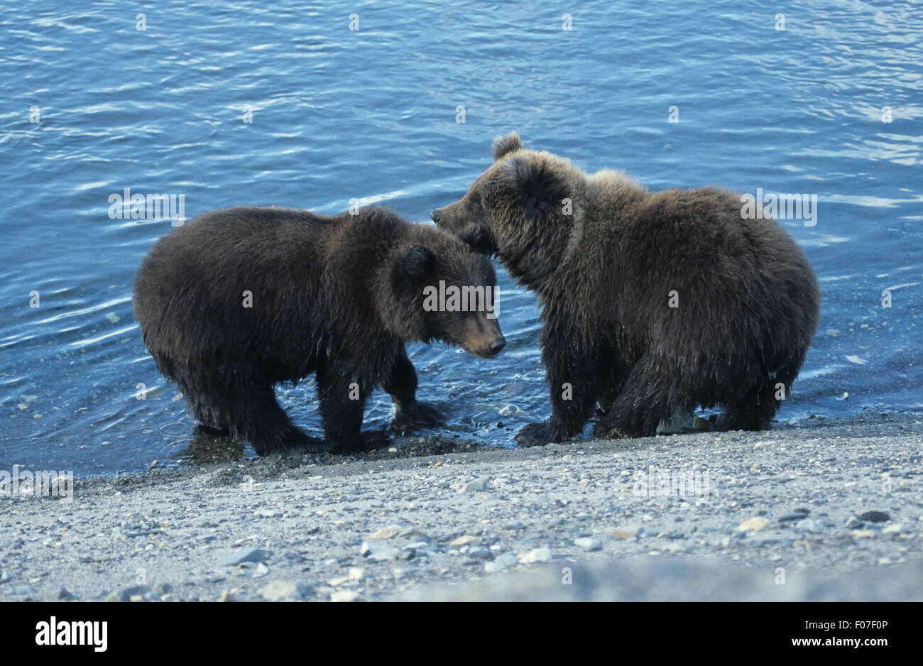 Grizzly Bear Alaskan two cubs nuzzling each other standing on the edge of small river making ripples in water Stock Photo