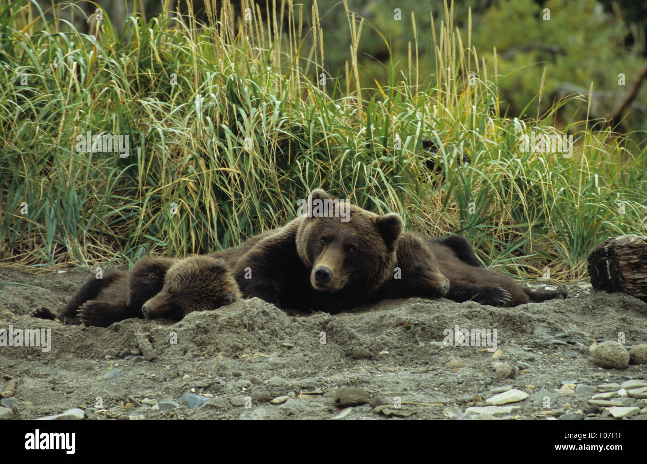Grizzly Bear Alaskan female mother lying in day bed in sand with her two small cubs lying one on each side Stock Photo