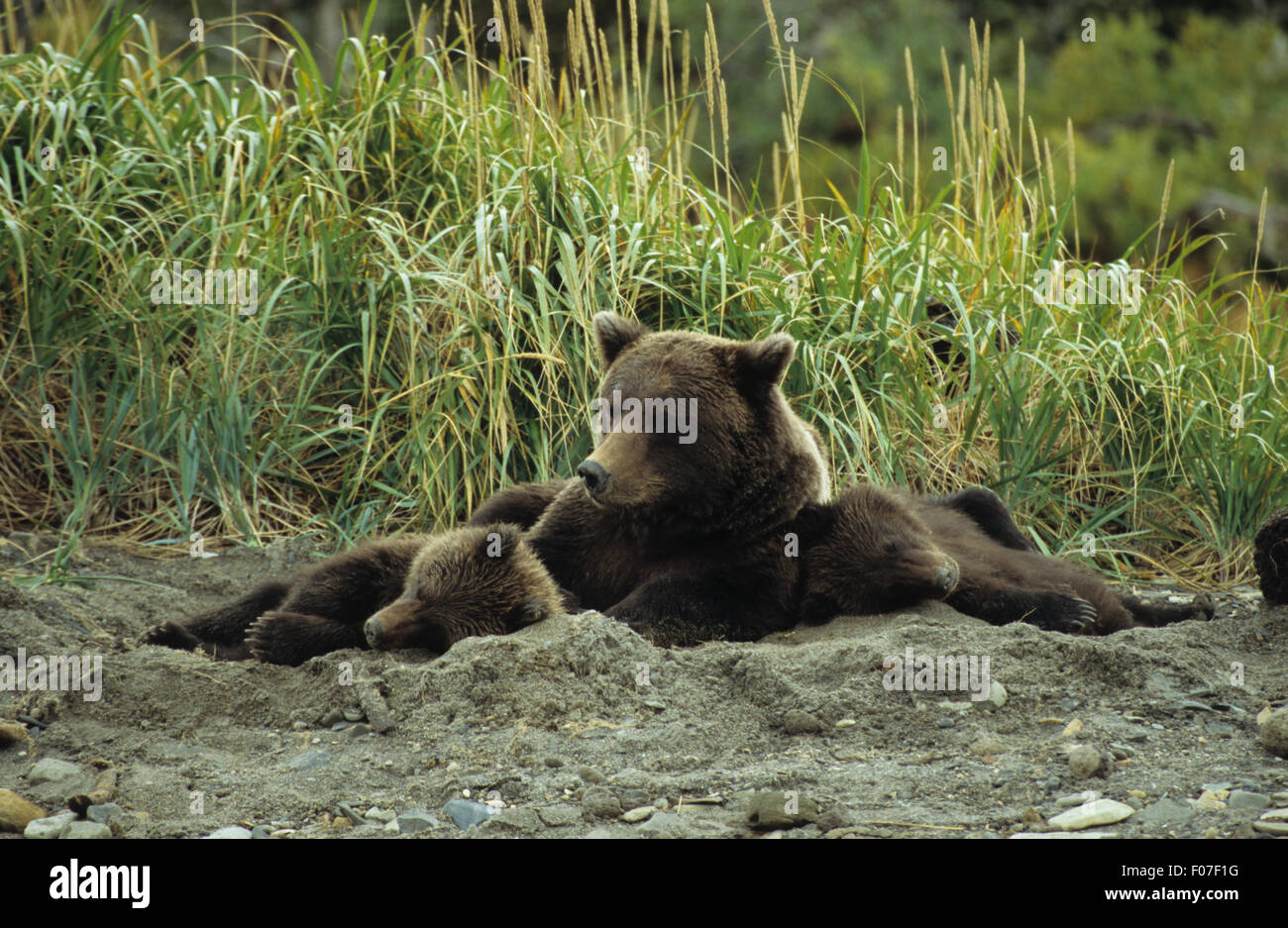 Mother two grizzly bear cubs hi-res stock photography and images - Alamy