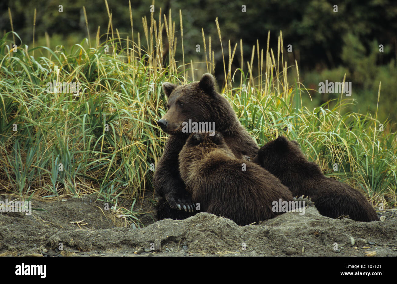 Grizzly Bear Alaskan female mother sitting in day bed in sand with two small cubs feeding nursing from her chest Stock Photo