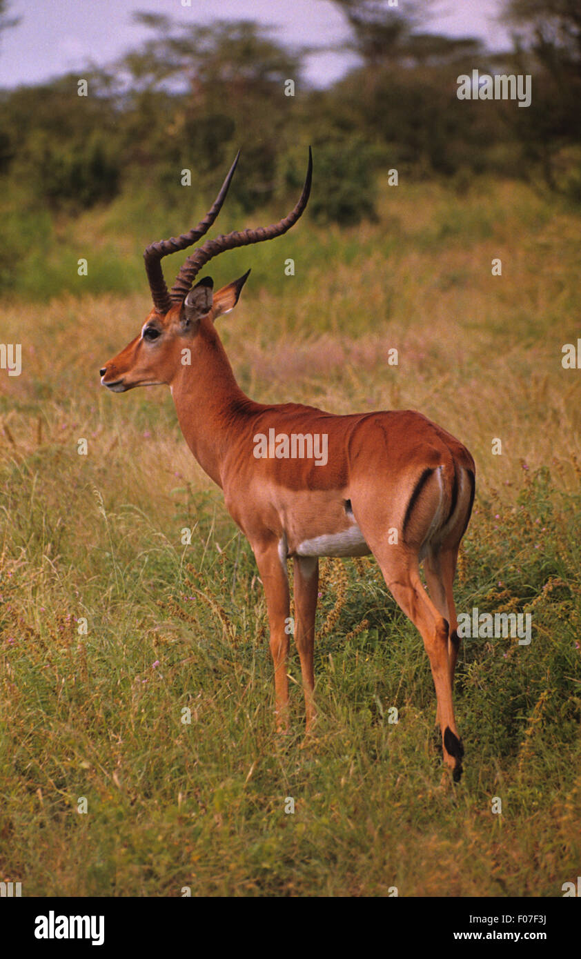 Impala male taken in profile looking left with long antlers standing in long grass Stock Photo