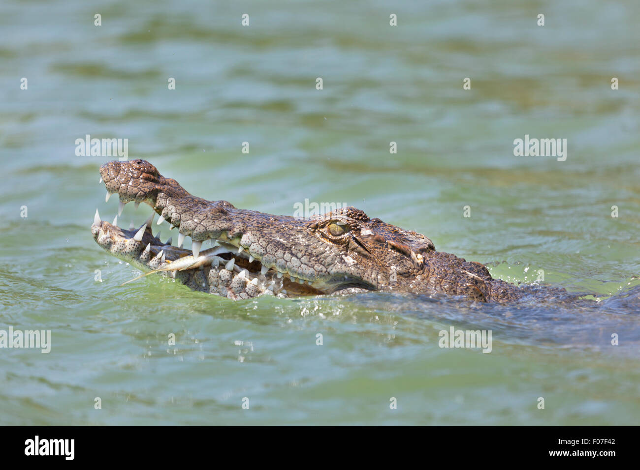A partly tame freshwater crocodile eating a fish at Lake Baringo, Kenya showing its head. Stock Photo