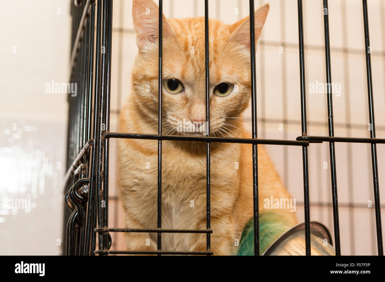 Sad Animal Expression High Resolution Stock Photography and Images Alamy