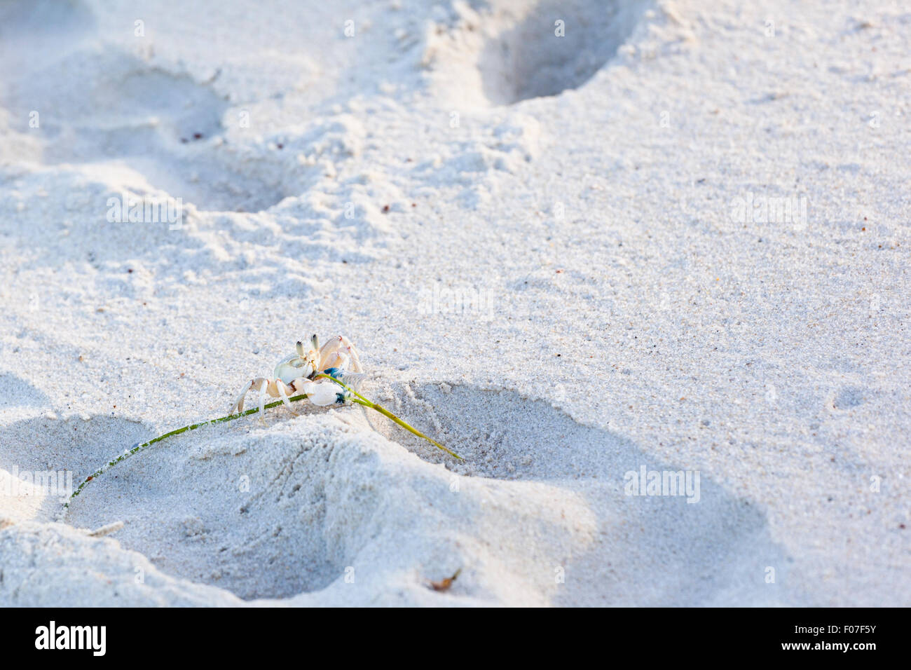 A small crab in the white sand at Diani Beach, Kenya Stock Photo