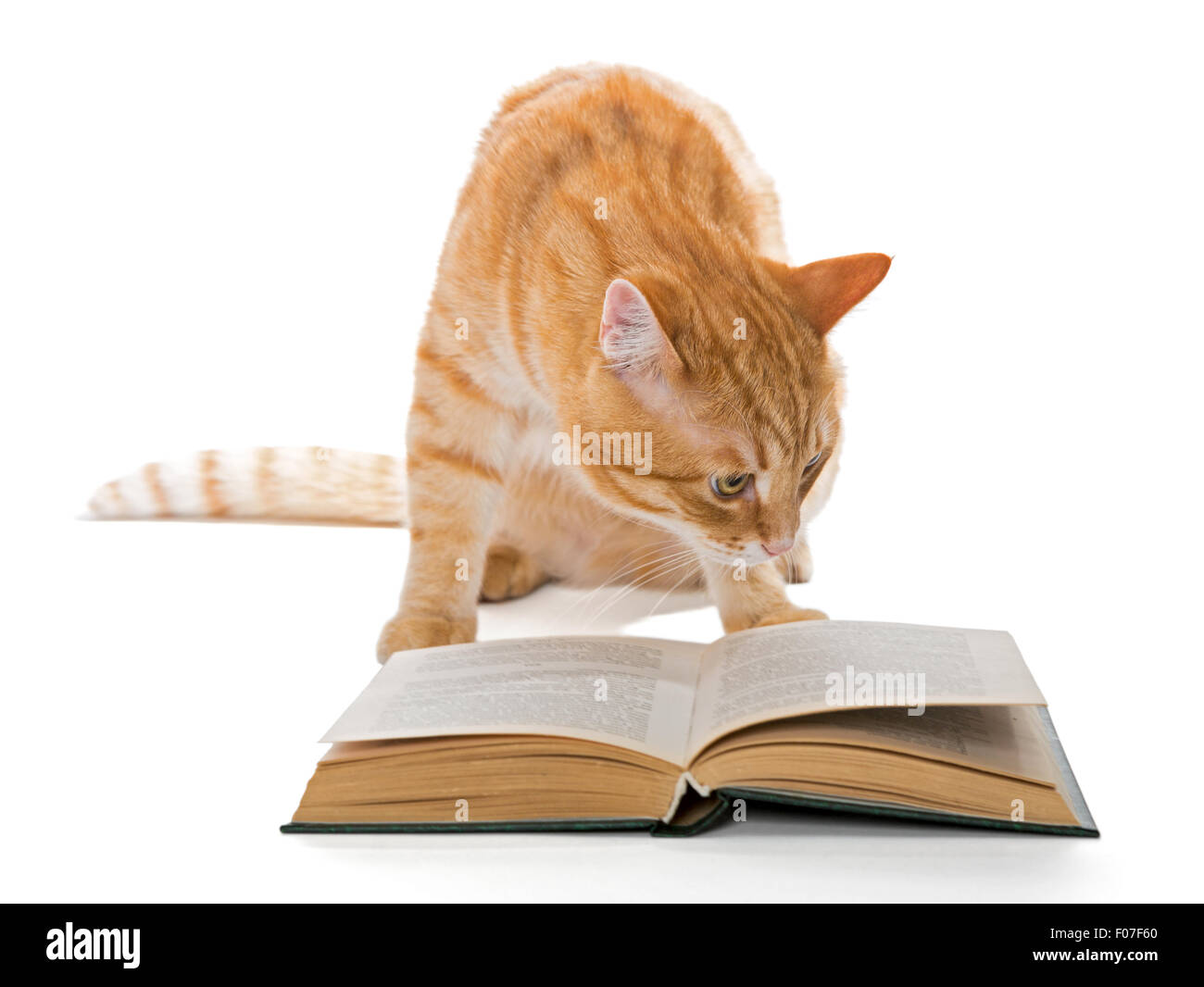 Умный кот. Котенок с книгой. Читать книгу белого кота. Читать книгу белого кота. Читать книгу белого кота.